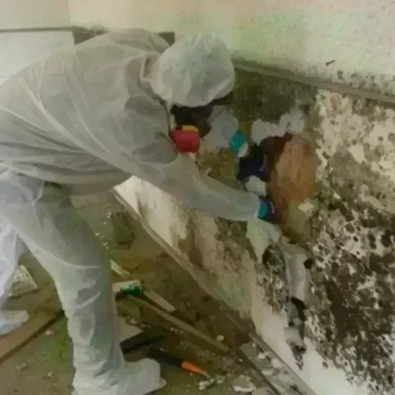 Mold Remediation and Removal in Saratoga, WY